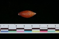 藏品(橡實筆螺)的圖片